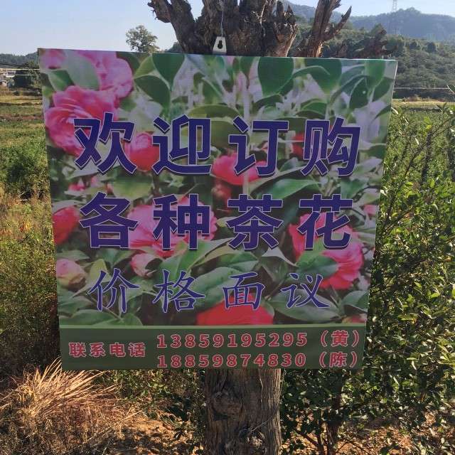 福建三明清流縣-黃-茶花種植基地