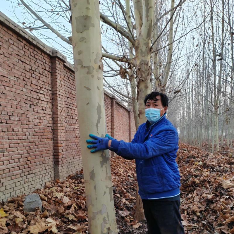 北京法桐魏氏苗木繁殖基地