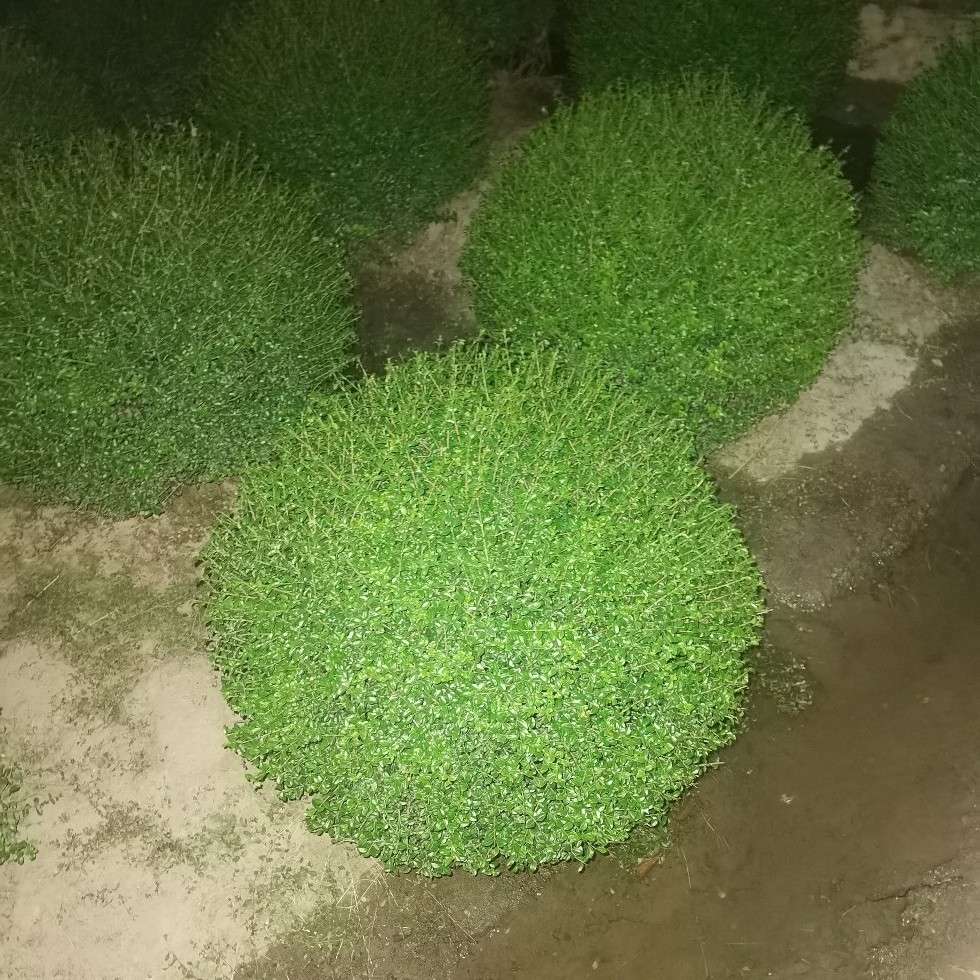 杭州蕭山晉盈園藝場