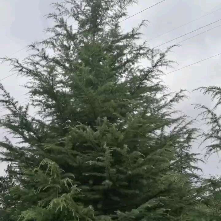 山東煙臺鳳凰雪松苗圃