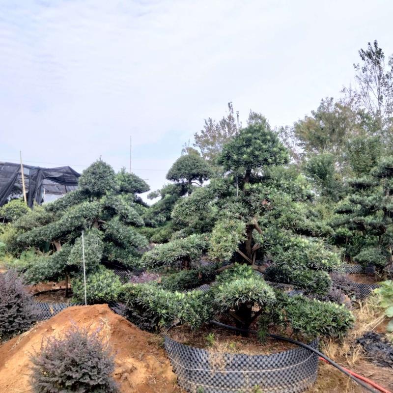 長(zhǎng)沙市雨花區(qū)大眾苗圃