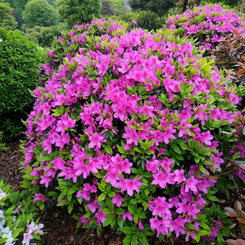 長沙市雨花區(qū)治華苗圃