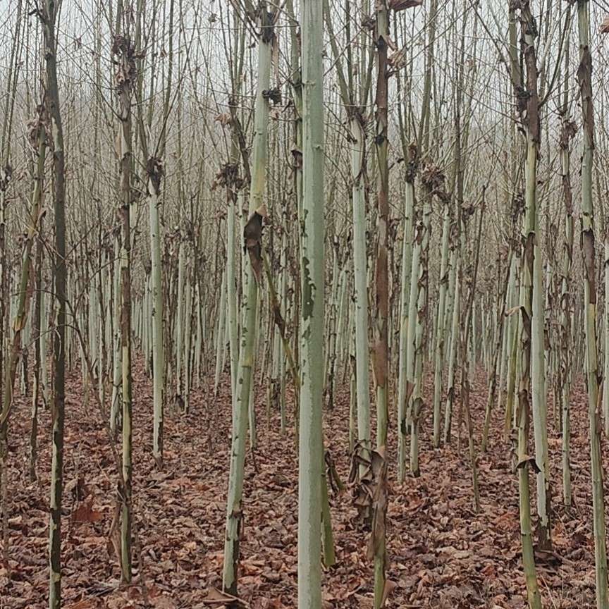 河南省洛陽市洛寧縣寧竹苗木種植合作社