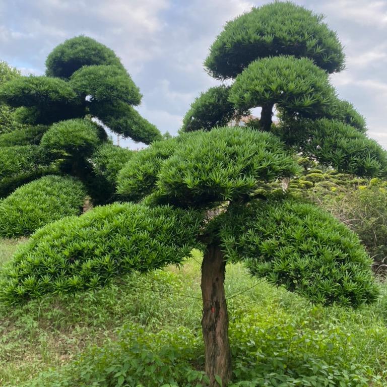 立場(chǎng)景觀造型樹(shù)基地