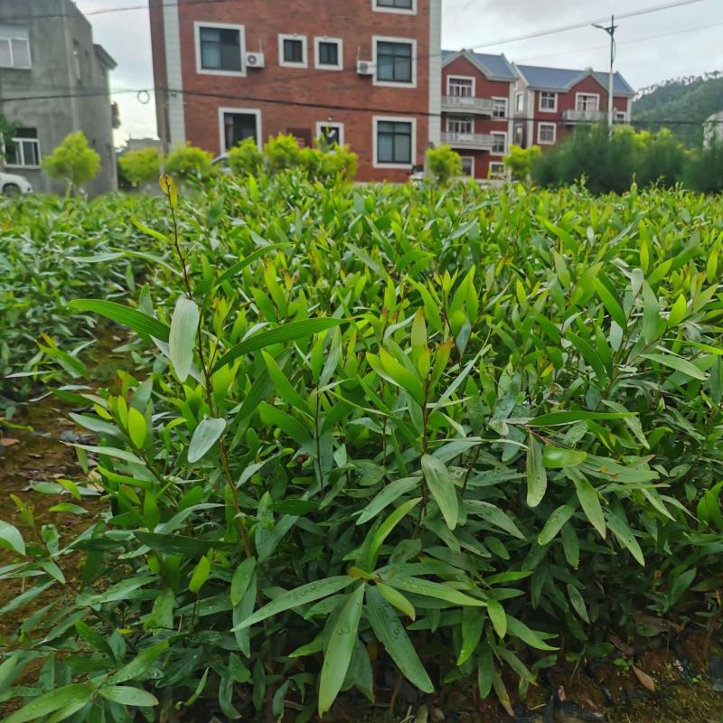 福清市鏡洋元鳳苗圃場