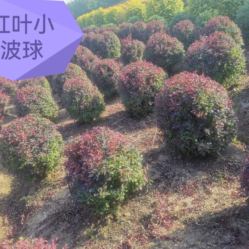 江蘇常州周氏紅葉小波園