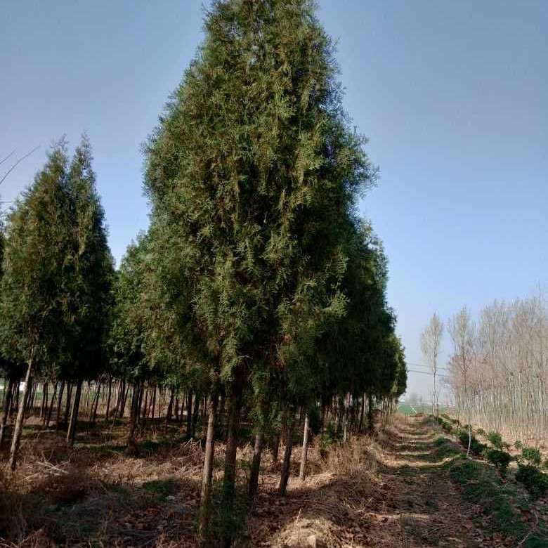 山西于嬌綠化工程有限公司