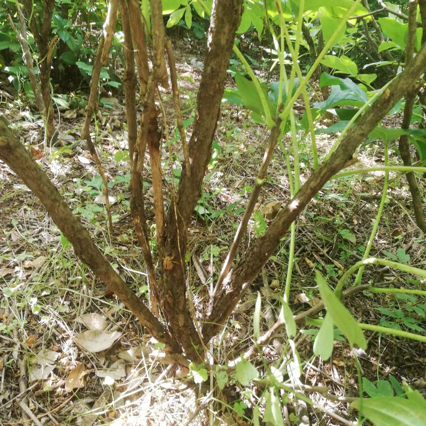 洛陽(yáng)九豐苗木基地