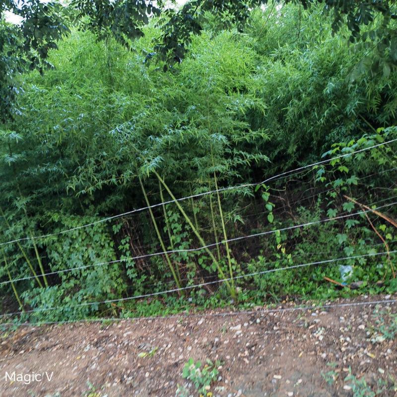 竹報(bào)平安基地