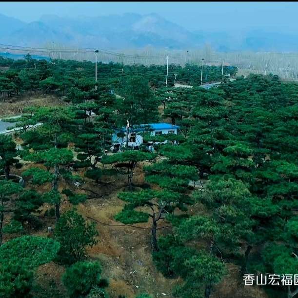 濟南香山宏福苗木種植專業(yè)合作社