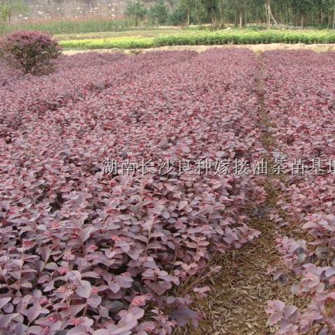 湖南長沙同升園林綠化苗木場