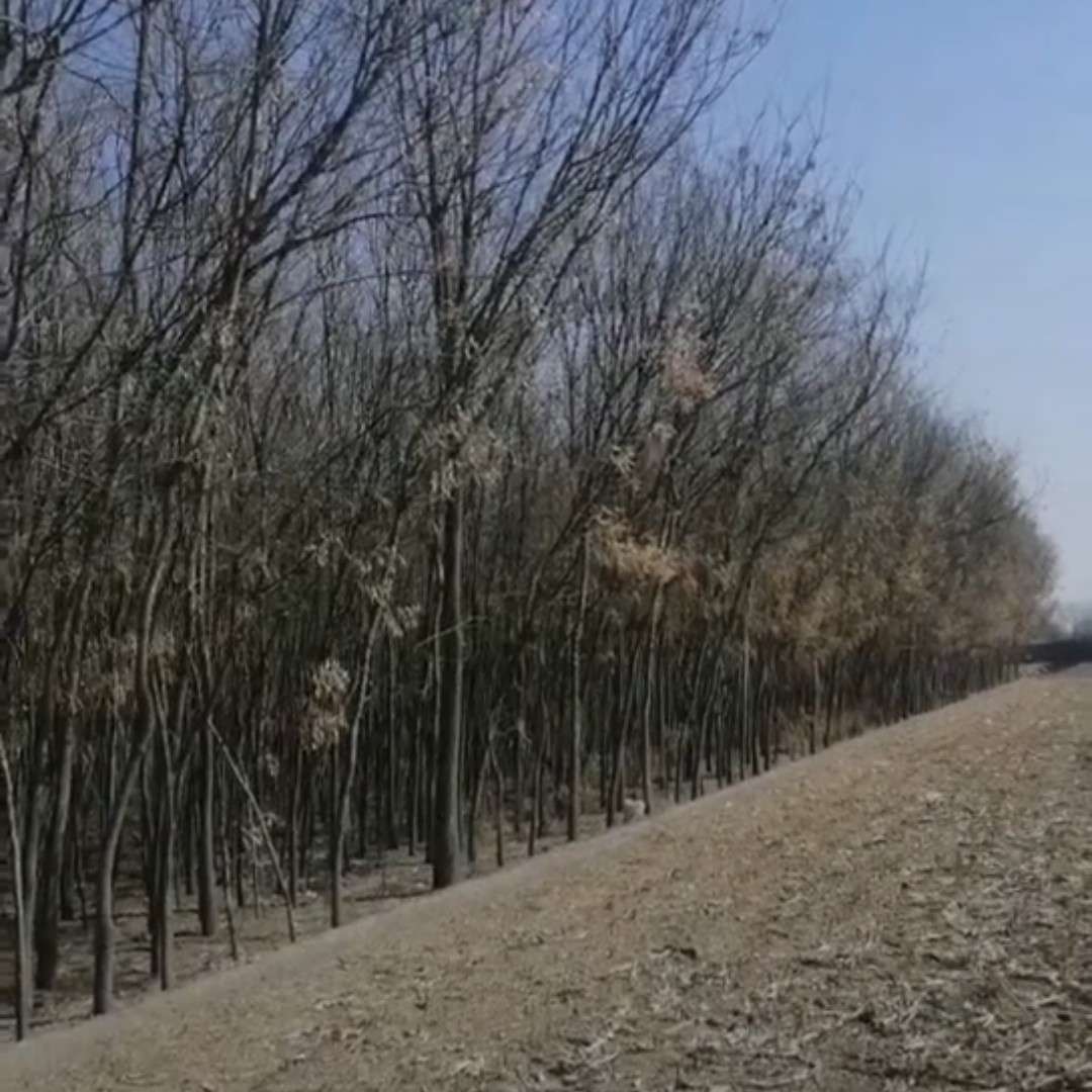 小張國(guó)槐銷售基地