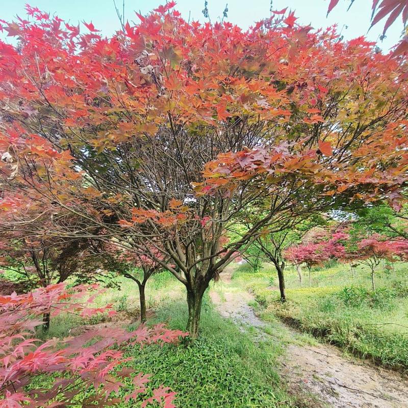 小牟園林基地