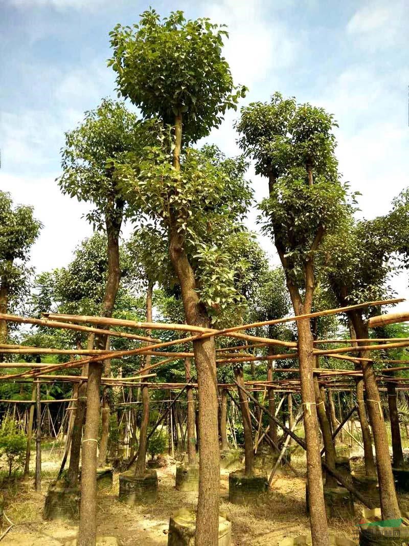 香樟树的资料,香樟树的作用及香樟树园林应用