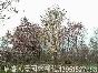 玉兰花图片\玉兰花报价