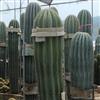 美国进口武伦柱1-4米 大型沙漠植物仙人柱生产基地