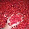 鄂西红豆树种子