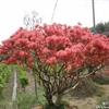 杜鹃花(映山红)，全国供应