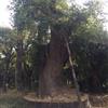 皂角15-110cm，朴树15-60cm，大规格皂角树