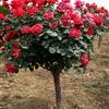 供应月季树——为您推荐优质的月季花卉
