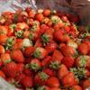 山东地区供应四季草莓苗，红颜草莓苗