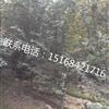 浙江地区大量供应紫薇，红叶李、紫叶李