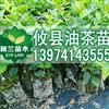 长林166号油茶苗 江西油茶苗批发