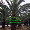 С棨˸4ף