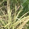 银叶芒 浙江水生植物哪家好