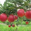 鲁丽苹果新报价今年鲁丽苹果价格鲁丽苹果介绍鲁丽苹果多少钱一棵