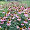 松果菊花海、白晶菊花海、向日葵花海、天人菊花海基地直供