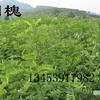  刺槐小苗价.1公分刺槐苗多少钱一棵.1米高刺槐.3公分刺槐.5公分刺槐