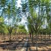 四川蓝花楹成都蓝花楹苗圃基地，大量供应米径10-25cm蓝花楹