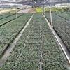 50万穴盘矮麦冬常青耐寒 托盘玉龙草成活率好