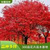 苗圃出售 日本红舞姬红枫 庭院盆栽种植观赏树园林绿化苗木 花境植物批发