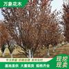万象花木出售美国紫叶李 雷云 广场庭荫树 公园造景 观赏树