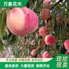 万象花木出售 桃树苗种植基地 果树乔木 品种纯正 厂家批发直销