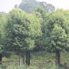 天竺桂 耐寒耐水湿 风景树 景观园林绿化栽植苗木 多规格