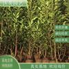 法国冬青篱 1.5米 1.8 米 规格全 四季常绿 灌丛绿篱工程苗