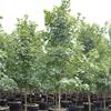 知乎园艺出售 自由人槭 阿姆斯特朗庆典 大乔木 绿化造景树