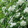 出售木香花苗 四季爬藤植物 庭院小区公园墙体绿植 花坛花镜租摆用苗