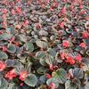 四季海棠袋苗，红叶红花