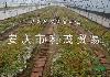 轻基质无纺布网袋育苗
