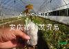 无纺布网袋育苗