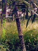 斑竹等300种园林观赏竹苗