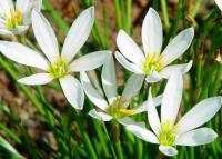 白花葱兰草、红花葱兰草、白花春兰草、红花春兰草