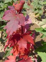 红花槭（美国改良红枫）种子及其他彩色苗木