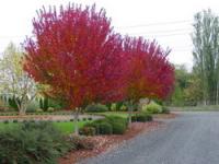 红花槭（美国改良红枫）种子及其他彩色苗木