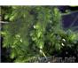 沉水性植物眼子菜,金鱼藻,狐尾藻,黑藻.苦草