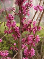 紫荆、紫薇、枇杷、紫丁香、玫瑰木槿、日本樱花、紫叶矮樱、花石榴